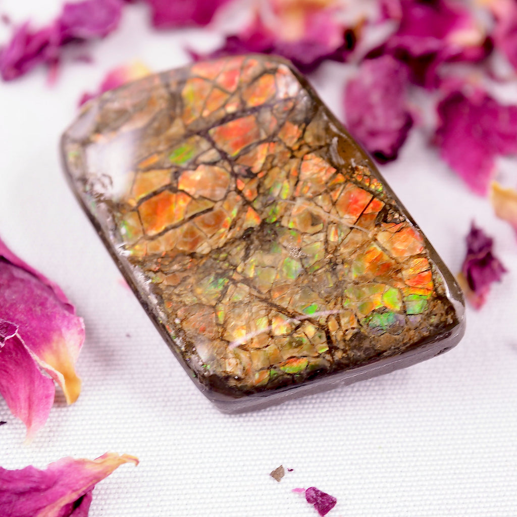 Unique Patterns Alberta Ammolite Free Form Cabochon~Perfect for Crafting! - Earth Family Crystals