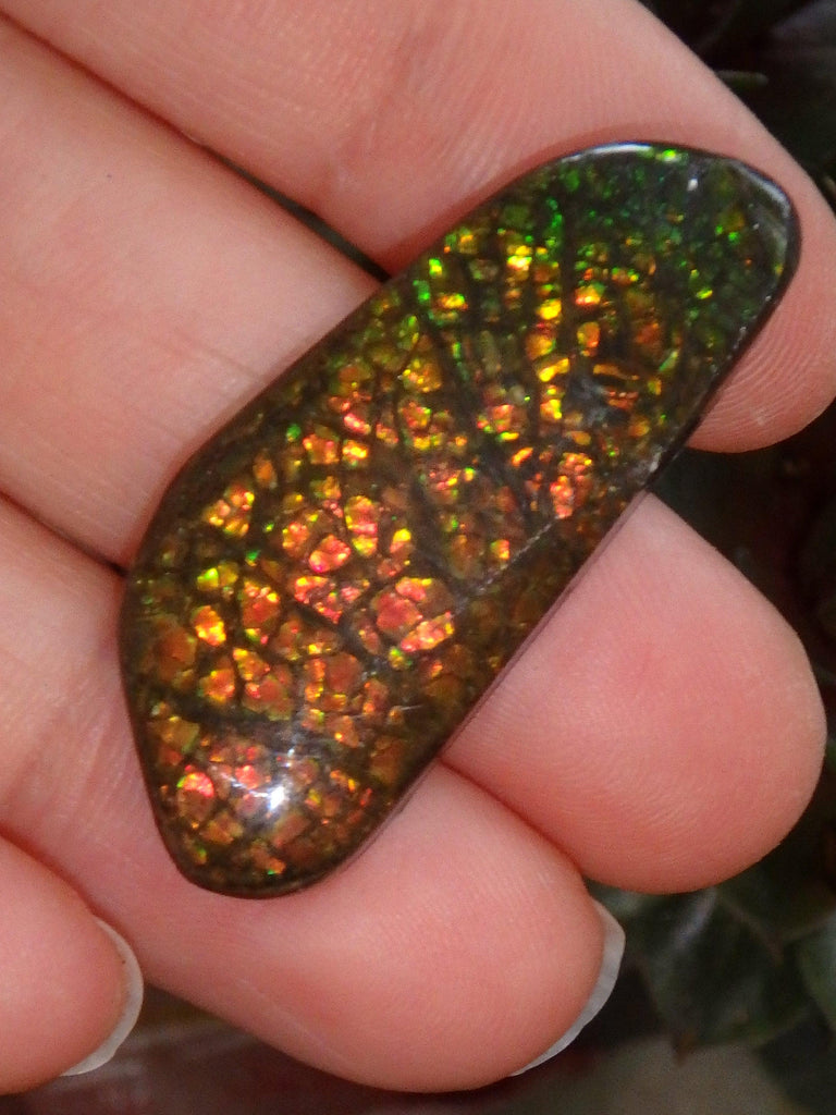 Multi Sparkle Alberta Ammolite Fossil Shell Cabochon Free Form (Ideal for Jewelry Making) 4 - Earth Family Crystals