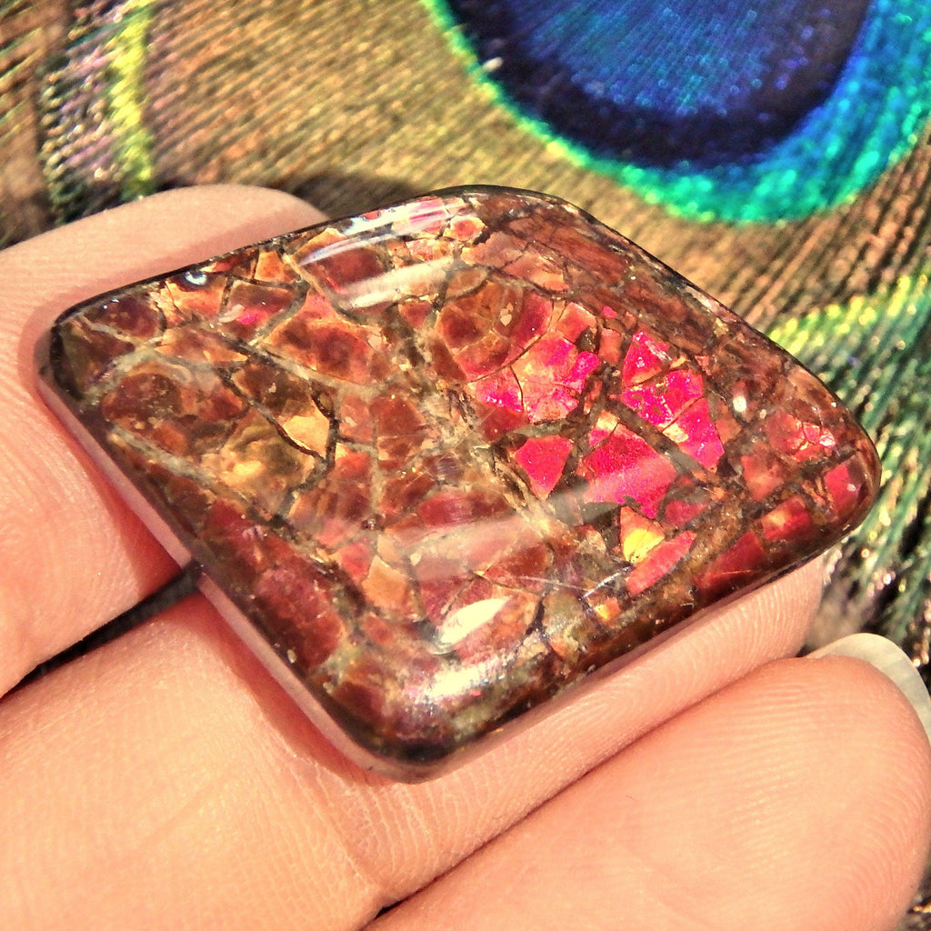 Moving Blood Red Sparkle Alberta Ammolite Cabochon Ideal for Crafting - Earth Family Crystals