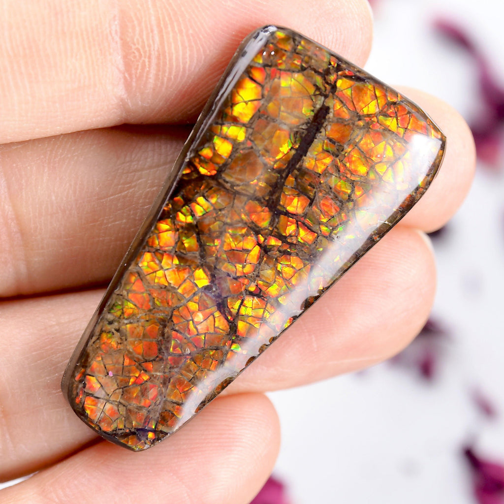 Sparkling Alberta Ammolite Free Form Cabochon~Perfect for Crafting! - Earth Family Crystals
