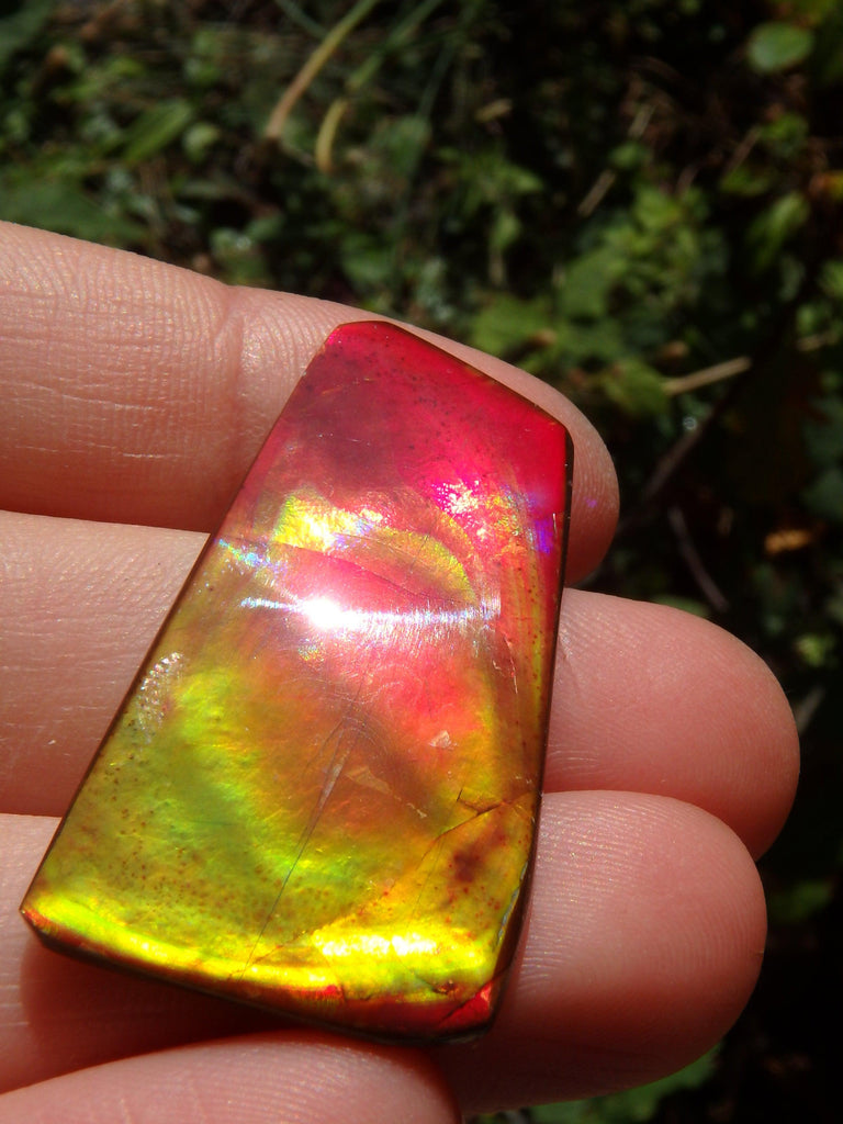 Incredible Red, Golden & Green Flash Alberta Ammolite Cabochon~Ideal for Jewellery Making! - Earth Family Crystals