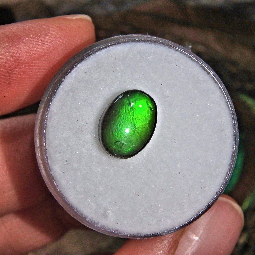 Brilliant Green Flash Alberta Ammolite Quartz Capped Cabochon in Collectors Box-Perfect For Jewelry Making - Earth Family Crystals