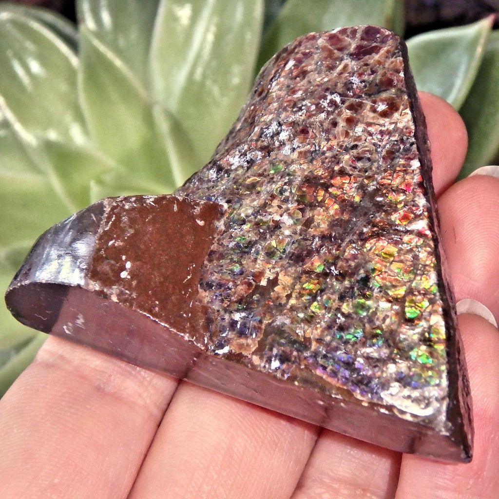 Double Sided Flashes Ammolite Chunky Specimen From Alberta, Canada - Earth Family Crystals