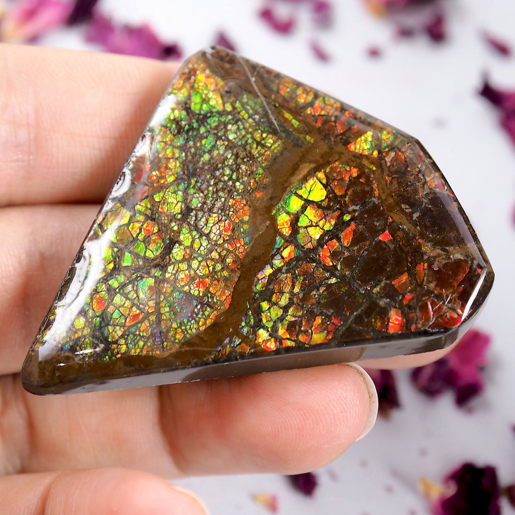 Intense Rainbow Flash Chunky Alberta Ammolite Free Form~Perfect for Crafting! - Earth Family Crystals