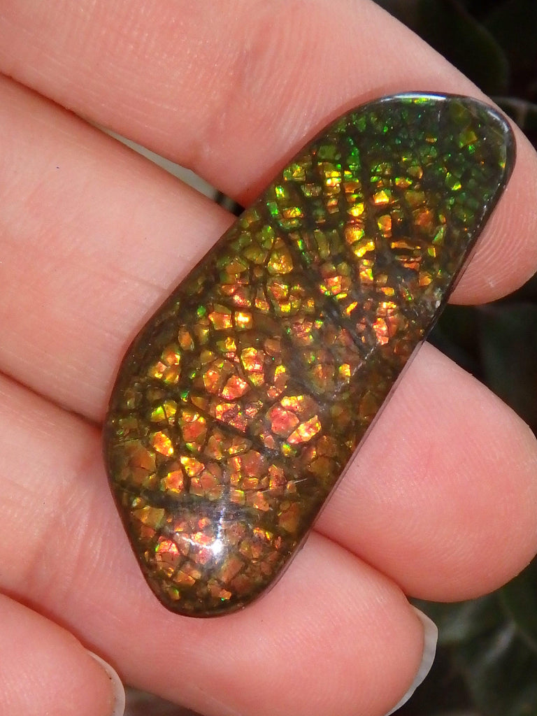 Multi Sparkle Alberta Ammolite Fossil Shell Cabochon Free Form (Ideal for Jewelry Making) 4 - Earth Family Crystals