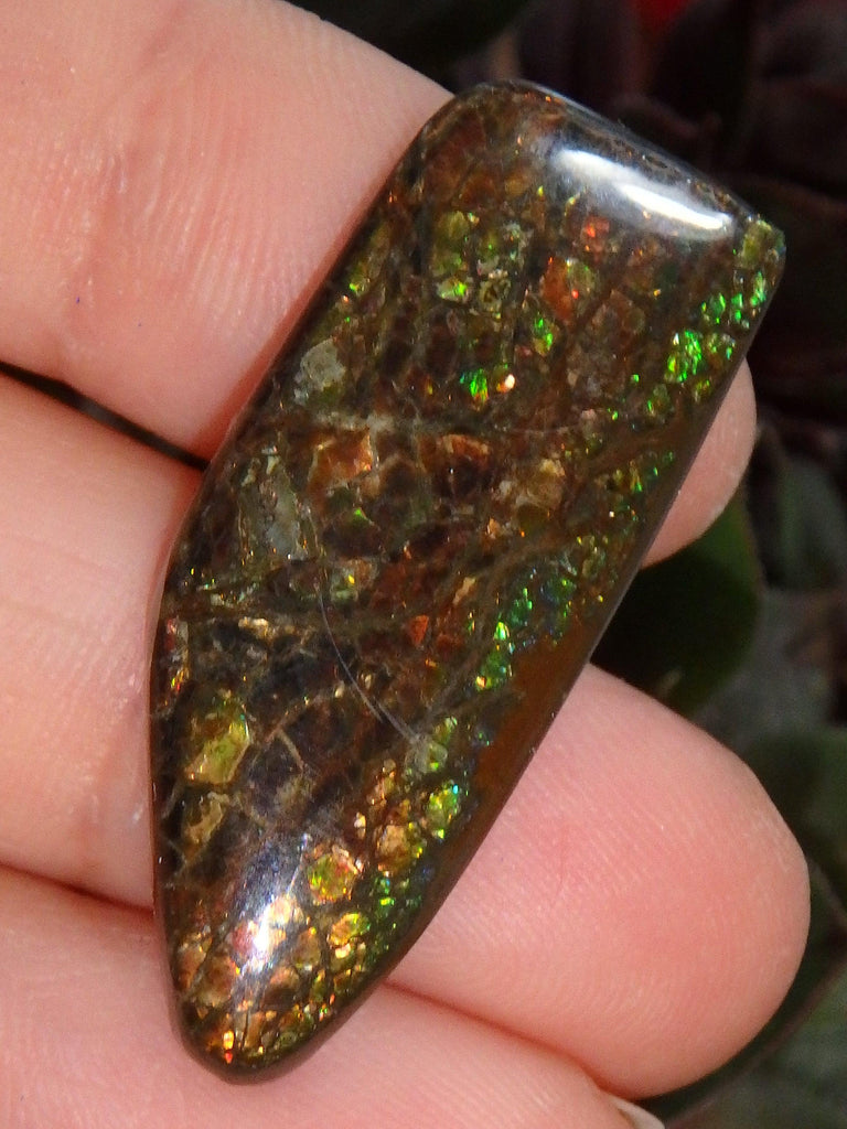 Multi Sparkle Alberta Ammolite Fossil Shell Cabochon Free Form (Ideal for Jewelry Making) 1 - Earth Family Crystals