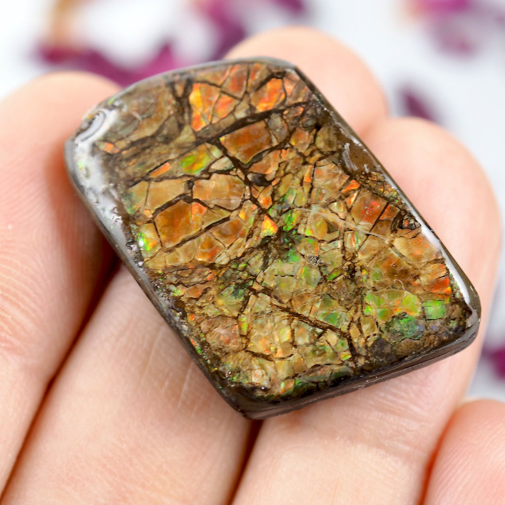 Unique Patterns Alberta Ammolite Free Form Cabochon~Perfect for Crafting! - Earth Family Crystals