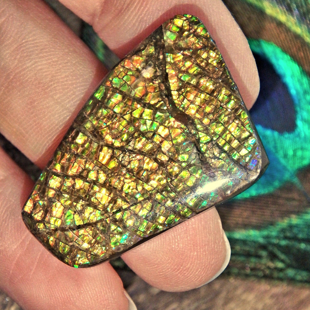 Vibrant Moving Sparkling  Flash Alberta Ammolite Cabochon Ideal for Crafting - Earth Family Crystals