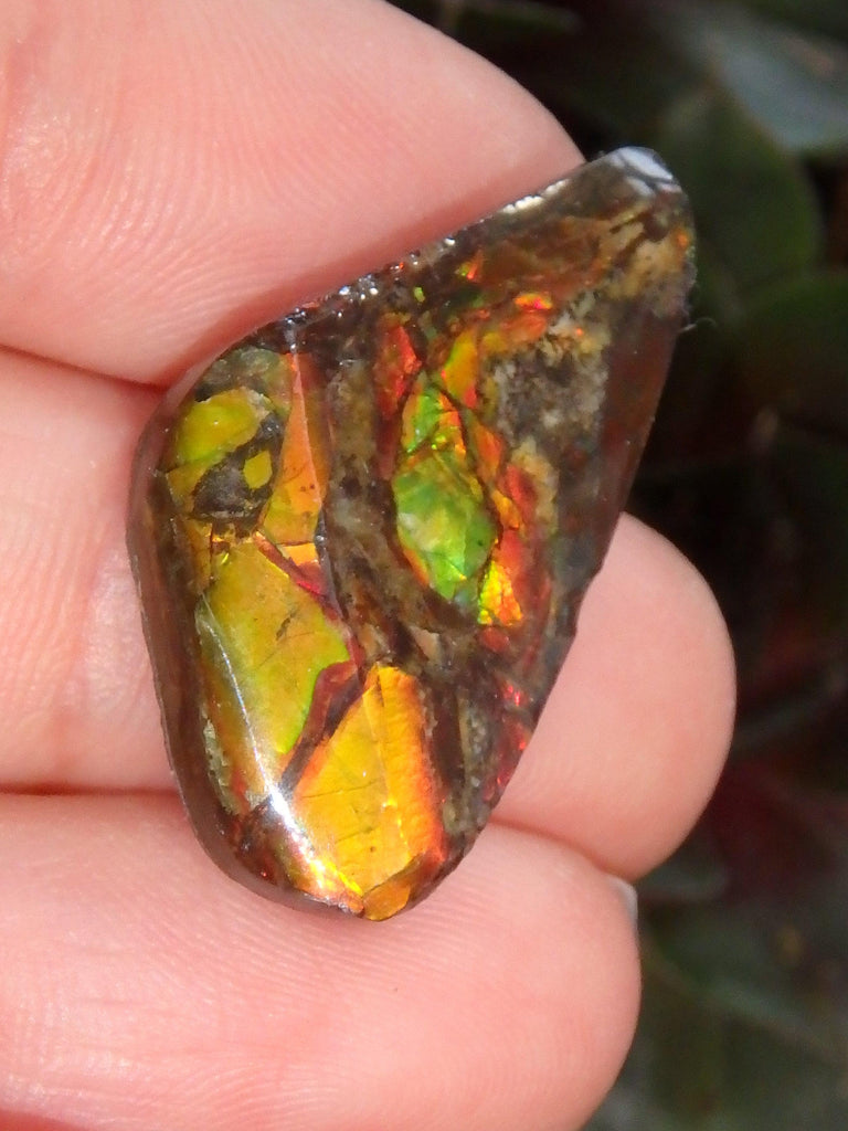 Multi Sparkle Alberta Ammolite Fossil Shell Cabochon Free Form (Ideal for Jewelry Making) 5 - Earth Family Crystals