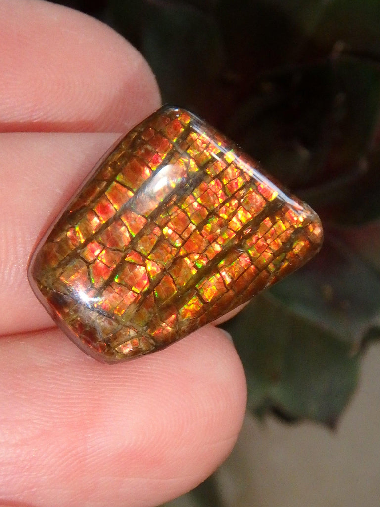 Multi Sparkle Alberta Ammolite Fossil Shell Cabochon Free Form (Ideal for Jewelry Making) 2 - Earth Family Crystals