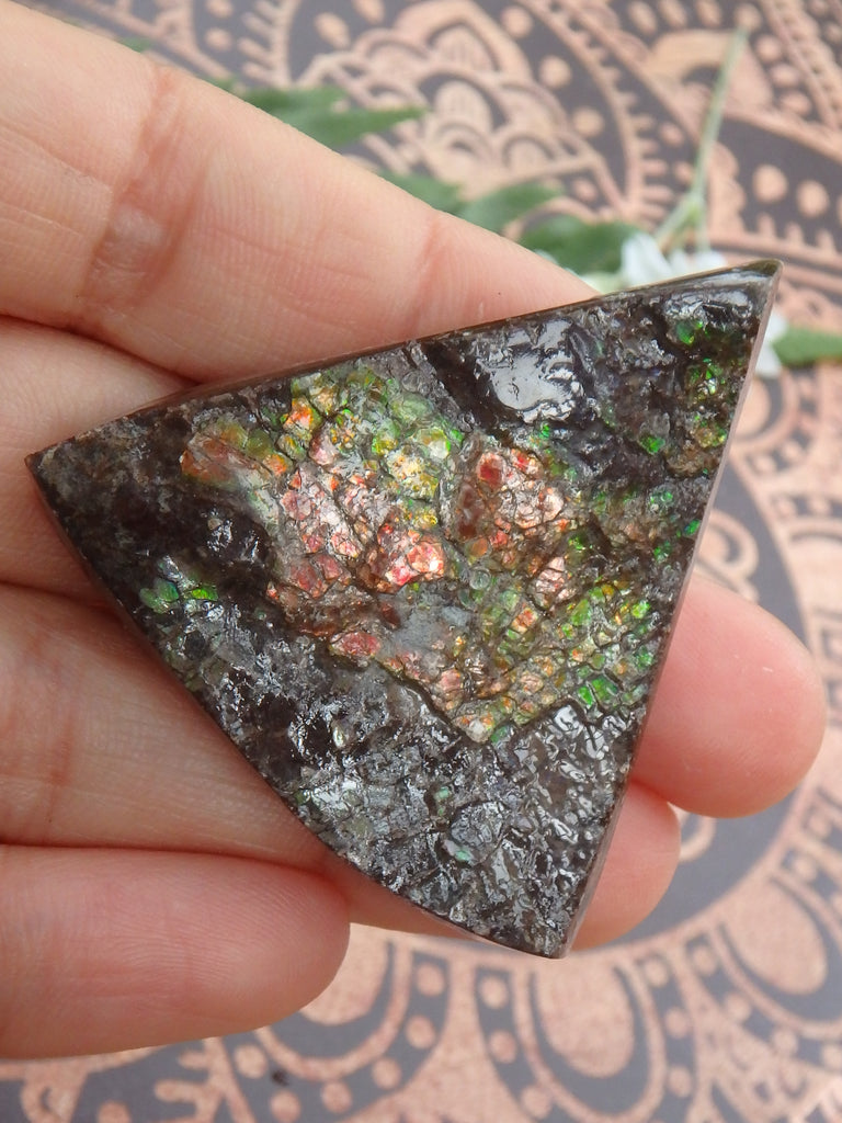 Shimmering Flashes Alberta Ammolite on Matrix Specimen - Earth Family Crystals