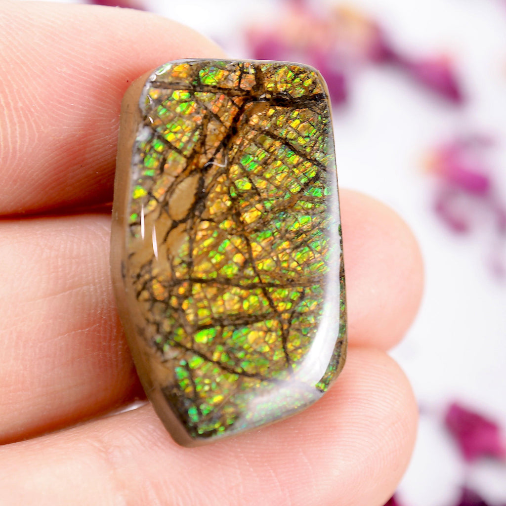 Orange & Green Alberta Ammolite Free Form Cabochon~Perfect for Crafting! - Earth Family Crystals
