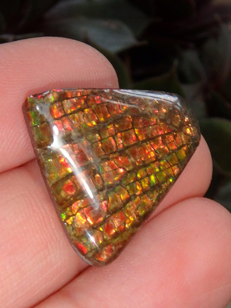 Multi Sparkle Alberta Ammolite Fossil Shell Cabochon Free Form (Ideal for Jewelry Making) 3 - Earth Family Crystals