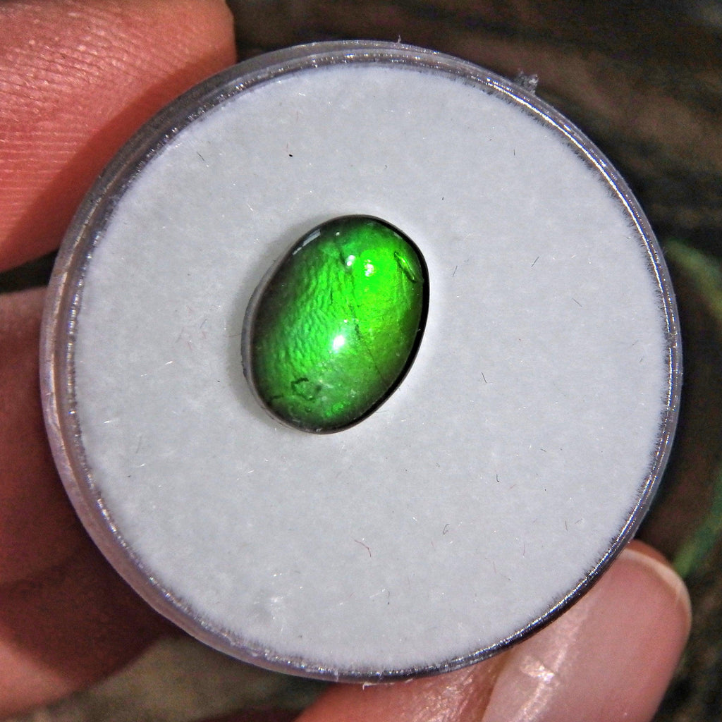 Brilliant Green Flash Alberta Ammolite Quartz Capped Cabochon in Collectors Box-Perfect For Jewelry Making - Earth Family Crystals