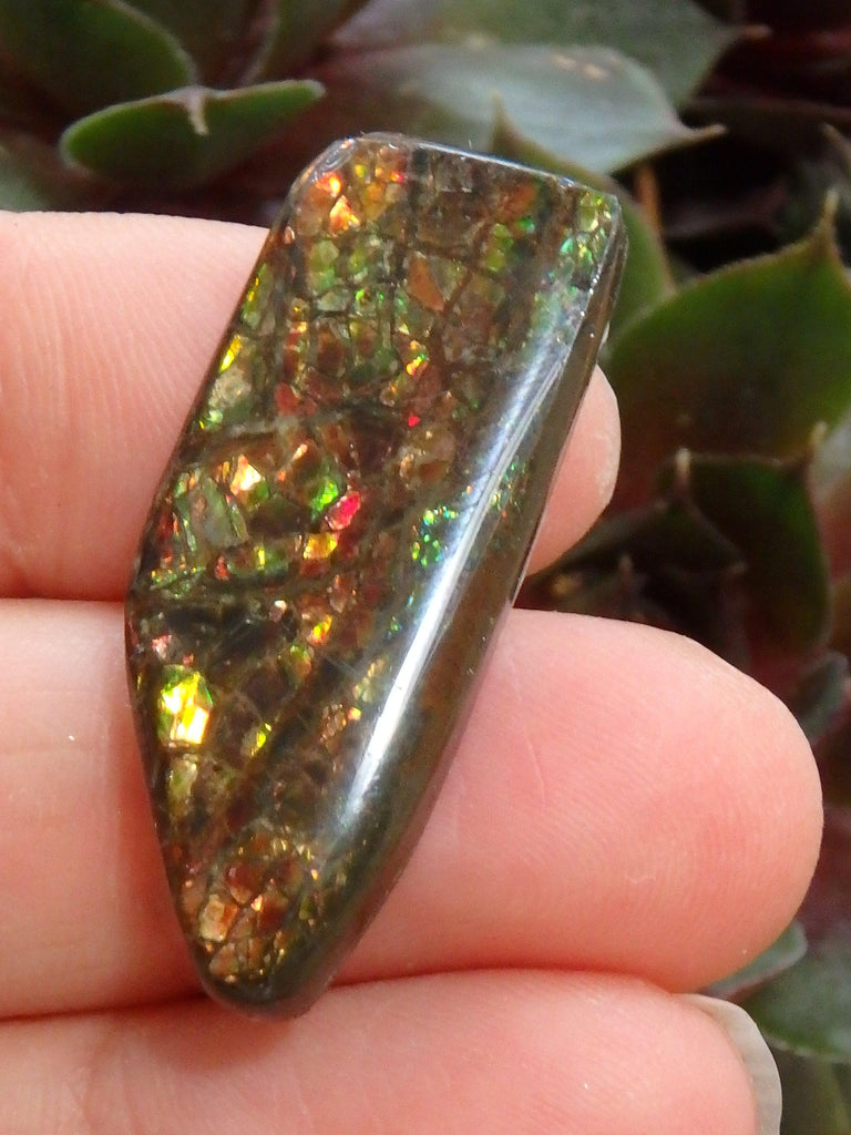 Multi Sparkle Alberta Ammolite Fossil Shell Cabochon Free Form (Ideal for Jewelry Making) 1 - Earth Family Crystals