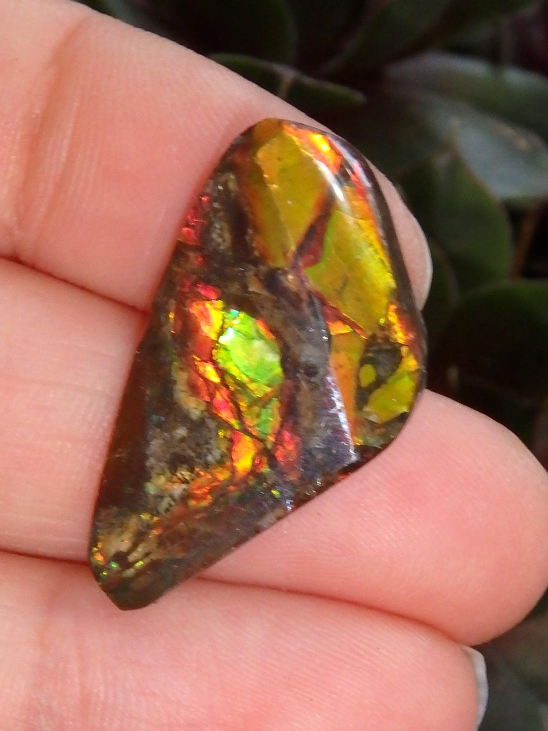 Multi Sparkle Alberta Ammolite Fossil Shell Cabochon Free Form (Ideal for Jewelry Making) 5 - Earth Family Crystals