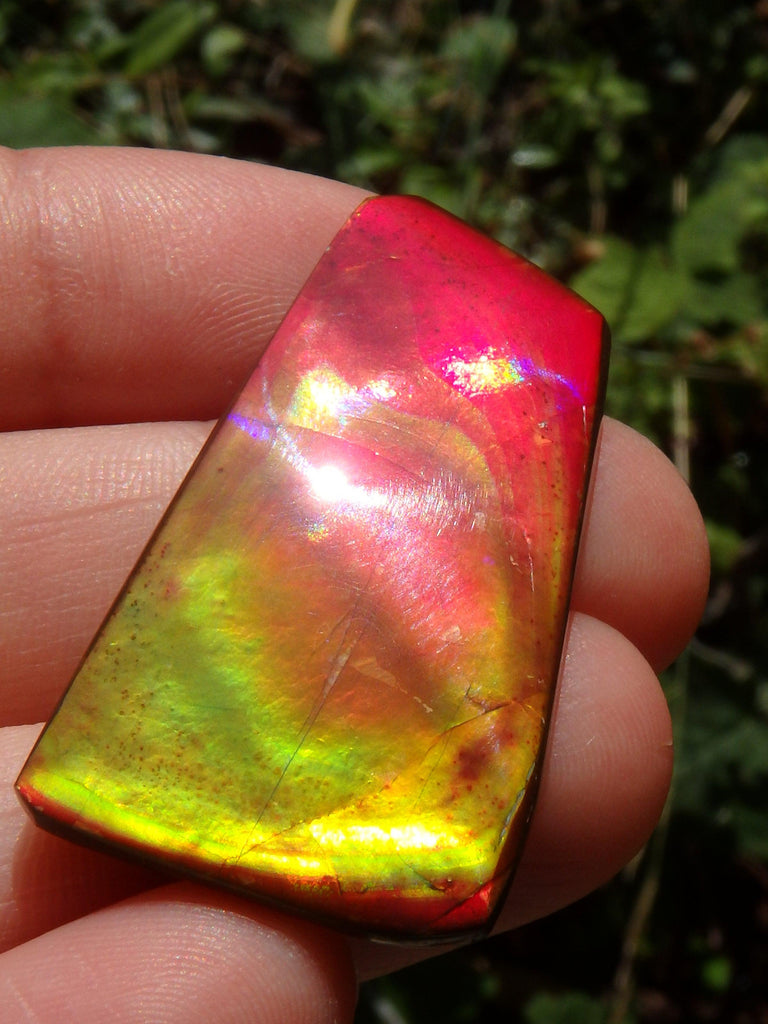 Incredible Red, Golden & Green Flash Alberta Ammolite Cabochon~Ideal for Jewellery Making! - Earth Family Crystals