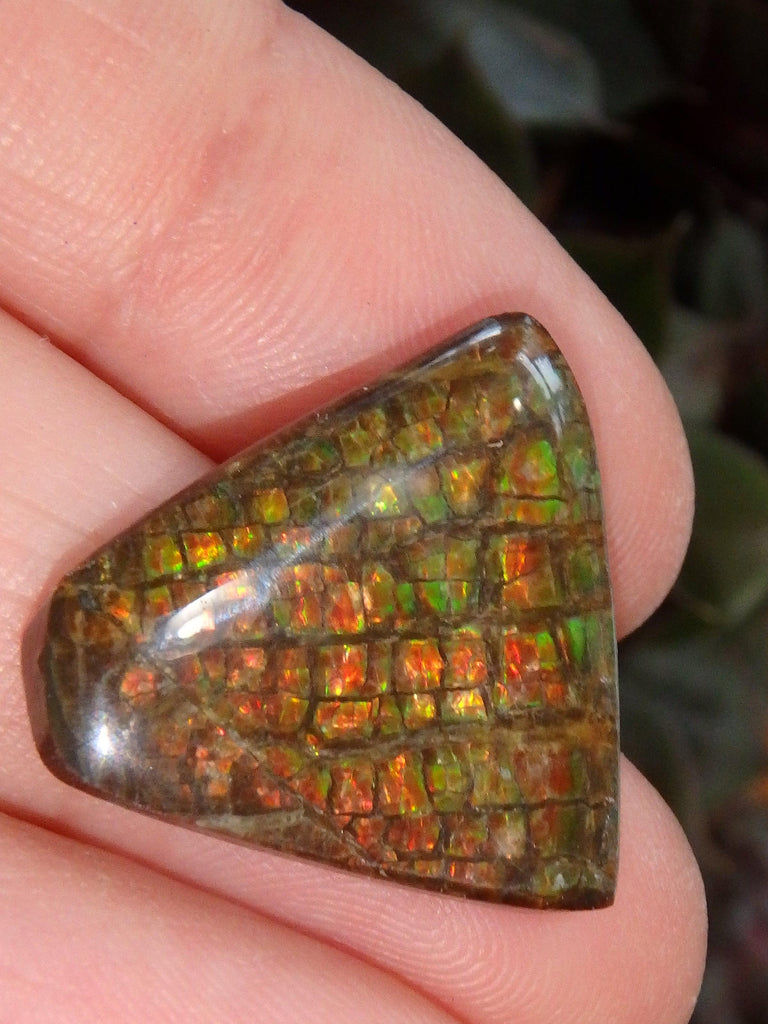 Multi Sparkle Alberta Ammolite Fossil Shell Cabochon Free Form (Ideal for Jewelry Making) 3 - Earth Family Crystals