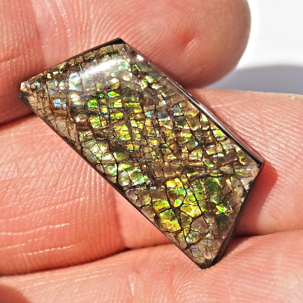 Rare Purple & Blue Flashes Alberta Ammolite Cabochon Ideal for Crafting #2 - Earth Family Crystals