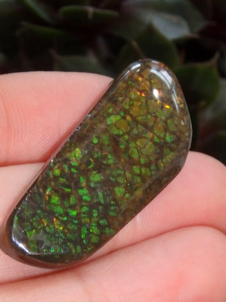 Multi Sparkle Alberta Ammolite Fossil Shell Cabochon Free Form (Ideal for Jewelry Making) 4 - Earth Family Crystals