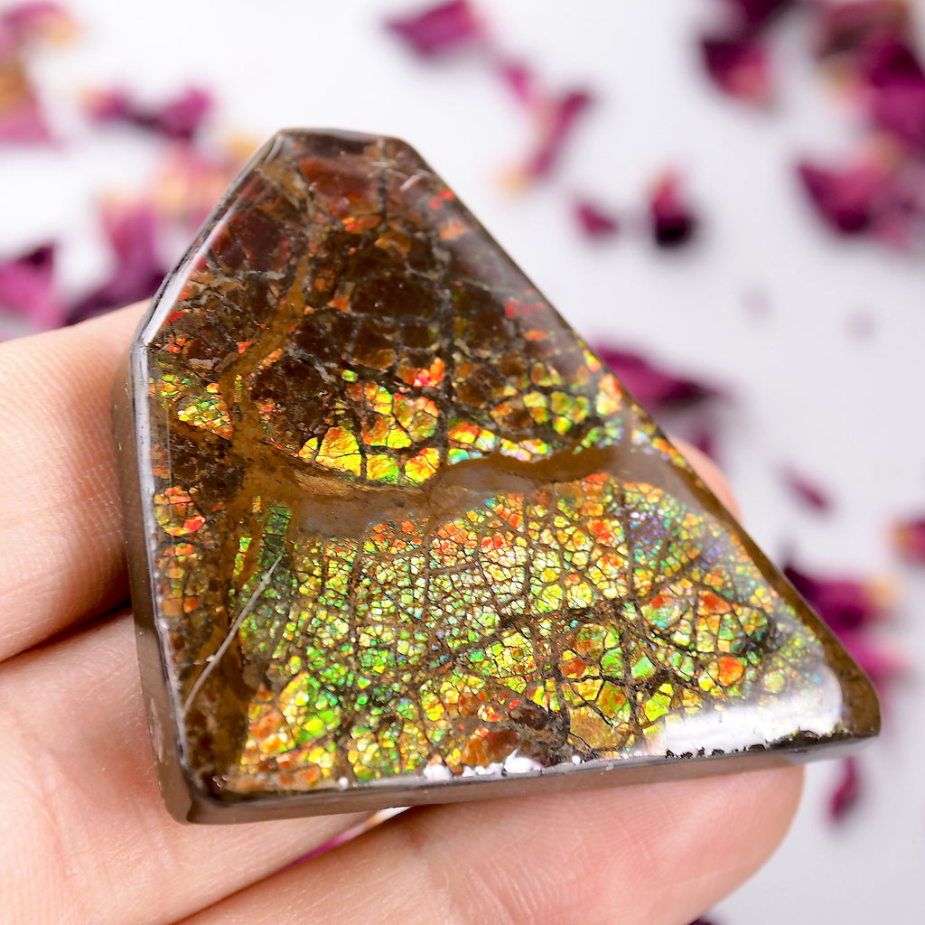 Intense Rainbow Flash Chunky Alberta Ammolite Free Form~Perfect for Crafting! - Earth Family Crystals