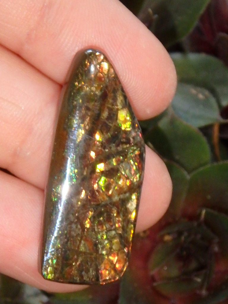 Multi Sparkle Alberta Ammolite Fossil Shell Cabochon Free Form (Ideal for Jewelry Making) 1 - Earth Family Crystals