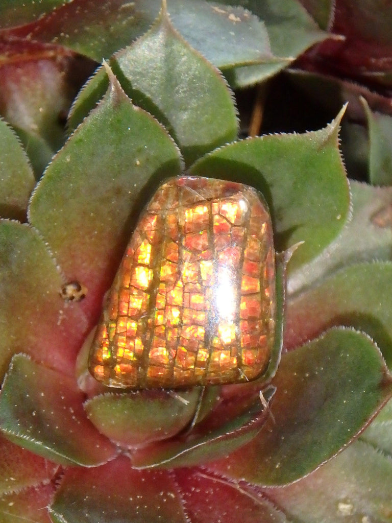 Multi Sparkle Alberta Ammolite Fossil Shell Cabochon Free Form (Ideal for Jewelry Making) 2 - Earth Family Crystals