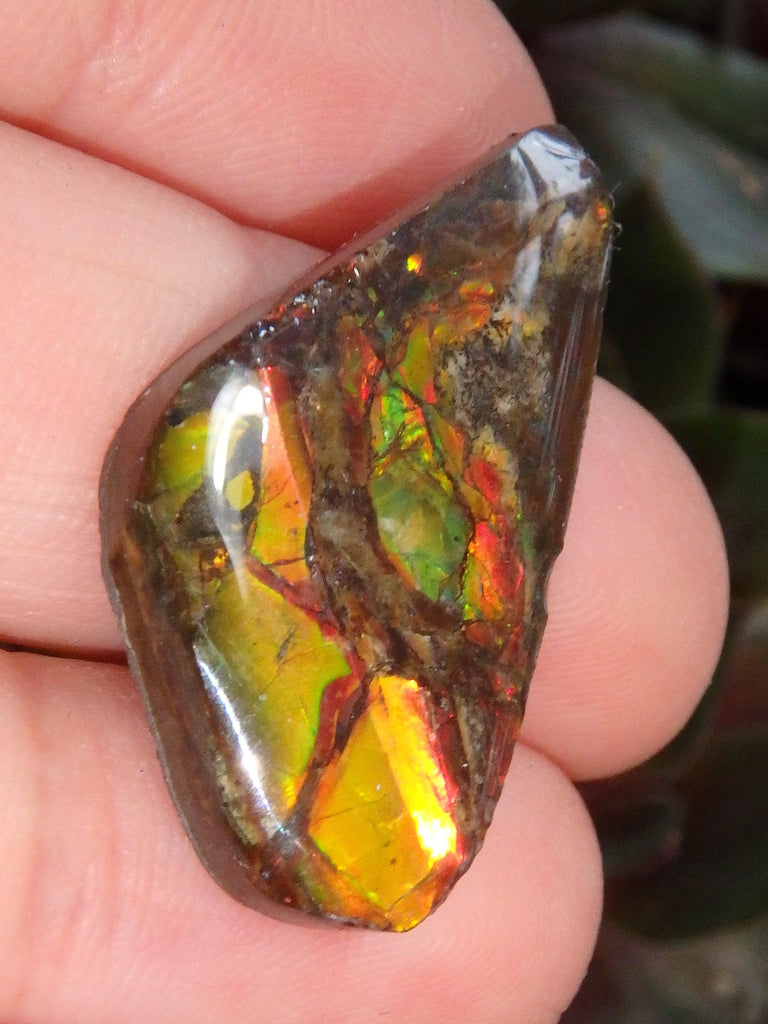 Multi Sparkle Alberta Ammolite Fossil Shell Cabochon Free Form (Ideal for Jewelry Making) 5 - Earth Family Crystals