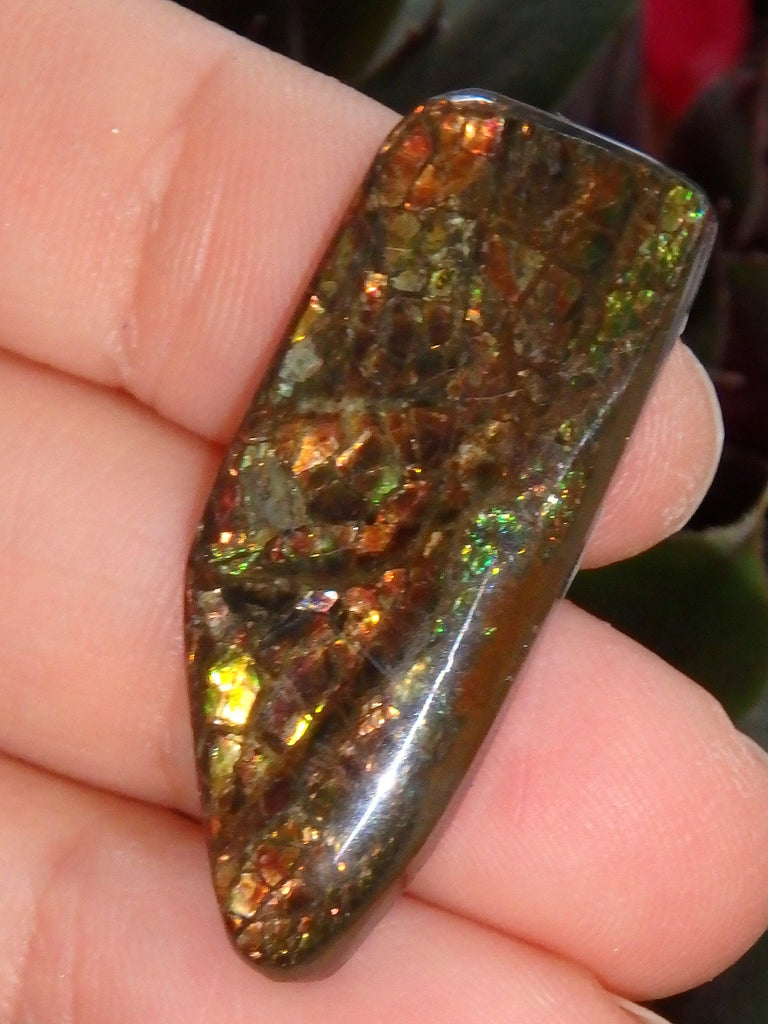 Multi Sparkle Alberta Ammolite Fossil Shell Cabochon Free Form (Ideal for Jewelry Making) 1 - Earth Family Crystals