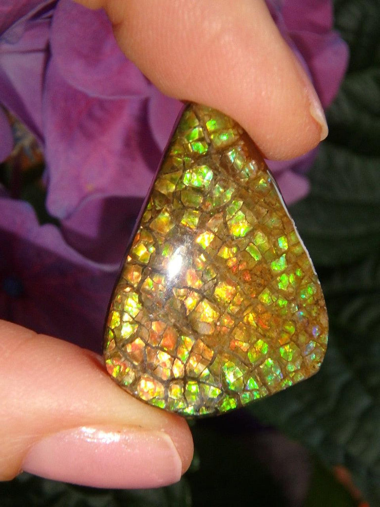 Rainbow of Flash Alberta Ammolite Cabochon (Ideal For Wire Wrapping) - Earth Family Crystals