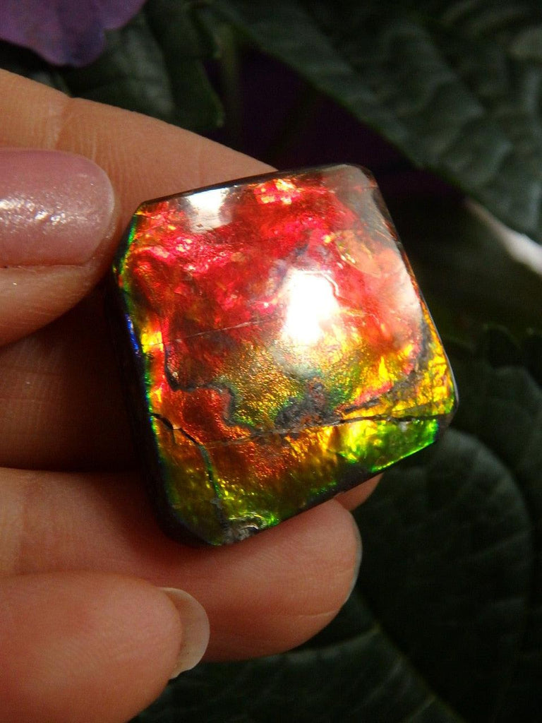 Solid Red & Golden Flash Alberta Ammolite Cabochon (Ideal For Wire Wrapping) - Earth Family Crystals