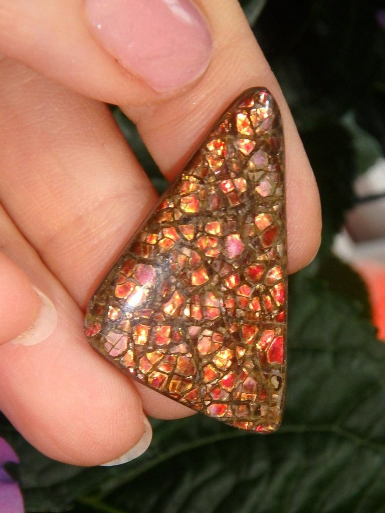 Fiery Red Flash Alberta Ammolite Cabochon (Ideal For Wire Wrapping) - Earth Family Crystals