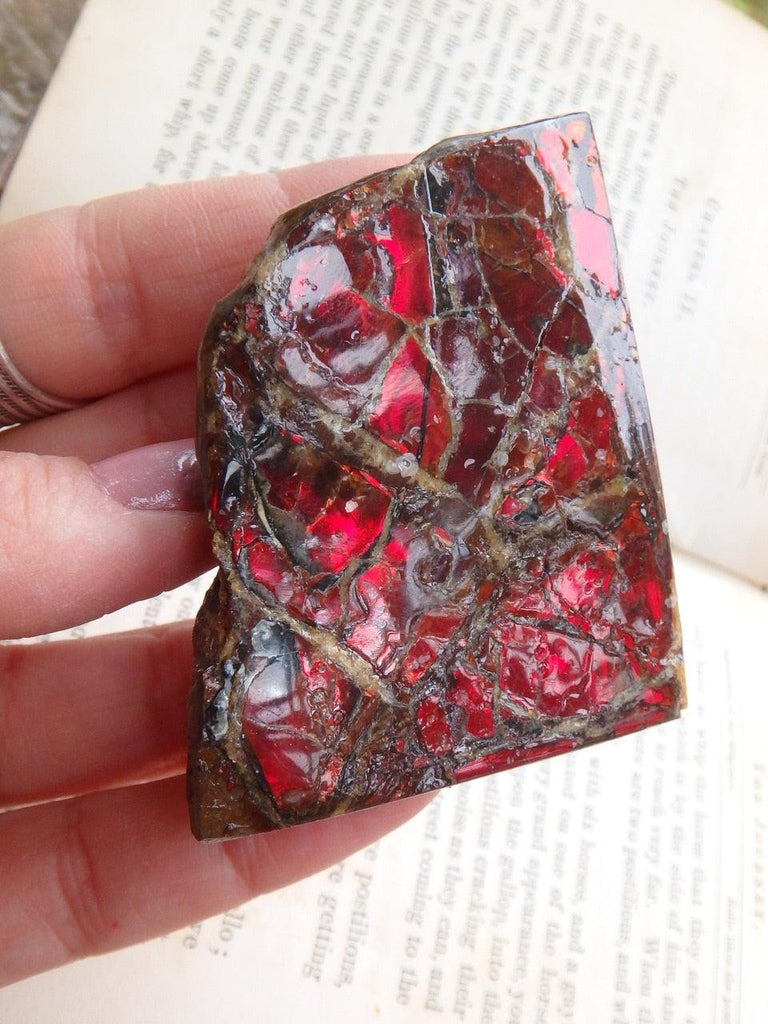 Fire Red Flash Alberta Ammolite Hand Held Specimen - Earth Family Crystals