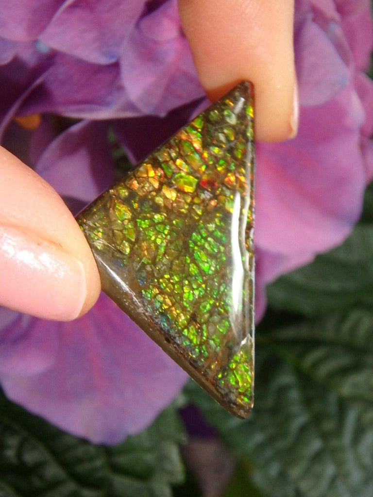 Lovely Rainbow Flash Alberta Ammolite Cabochon (Ideal For Wire Wrapping) - Earth Family Crystals