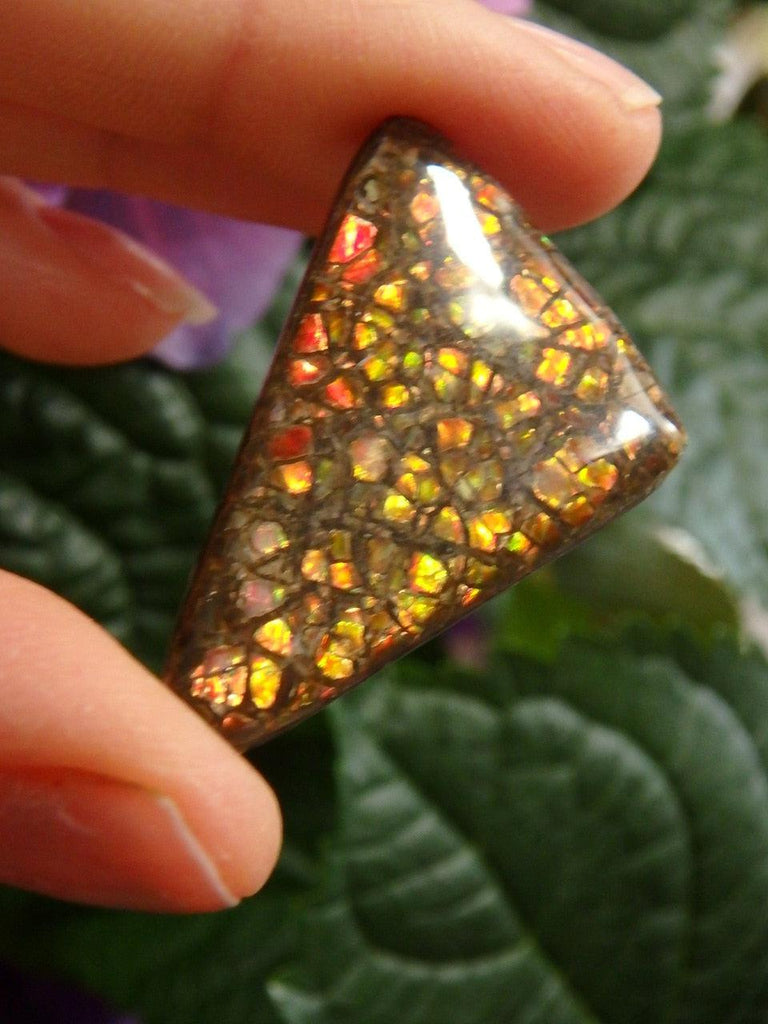 Fiery Red Flash Alberta Ammolite Cabochon (Ideal For Wire Wrapping) - Earth Family Crystals