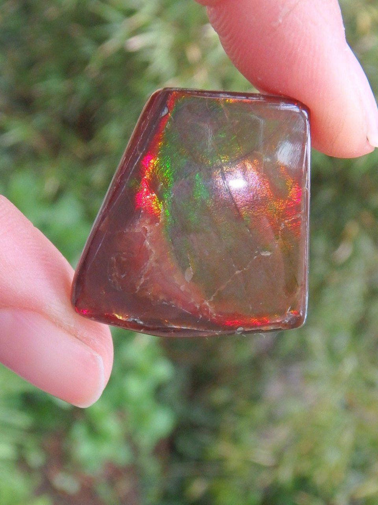 Alberta Ammolite Ancient Treasure Cabochon - Earth Family Crystals