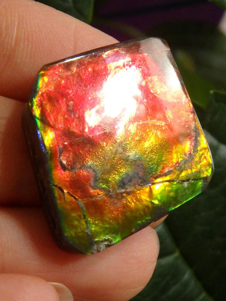 Solid Red & Golden Flash Alberta Ammolite Cabochon (Ideal For Wire Wrapping) - Earth Family Crystals