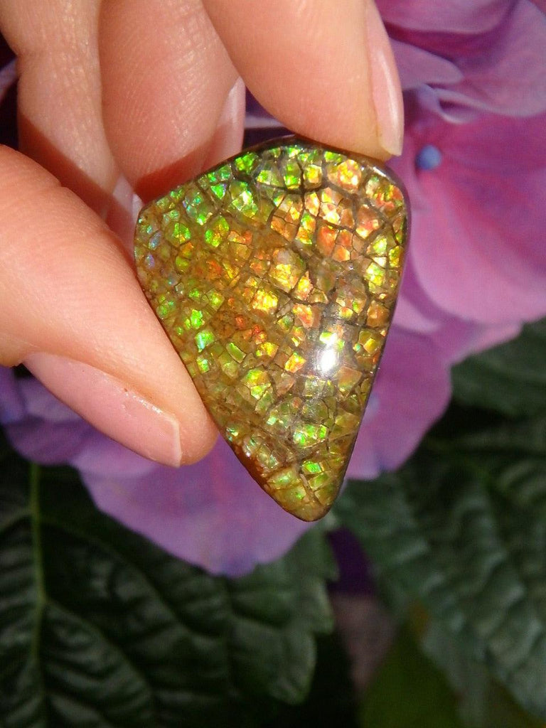 Rainbow of Flash Alberta Ammolite Cabochon (Ideal For Wire Wrapping) - Earth Family Crystals