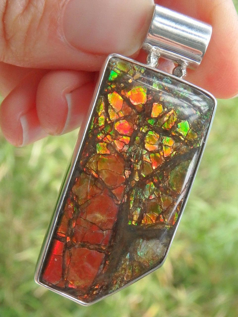 Large Alberta Ammolite Ancient Dancing Colors Pendant in Sterling Silver (Includes Silver Chain) - Earth Family Crystals