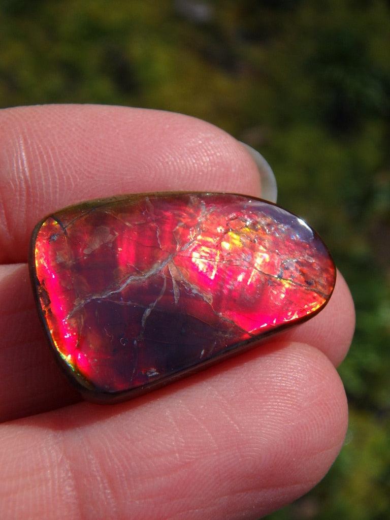 Mega Red Flashes Alberta Ammolite Cabochon - Earth Family Crystals