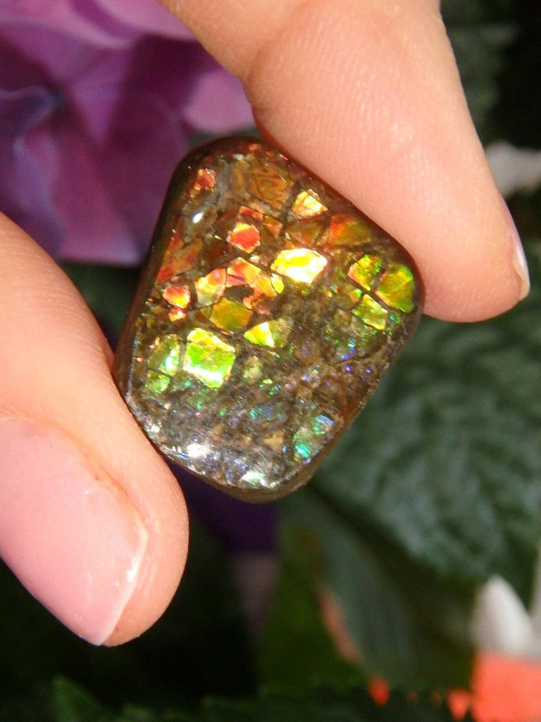 Pretty Rainbow Flashes Alberta Ammolite Cabochon (Ideal For Wire Wrapping) - Earth Family Crystals
