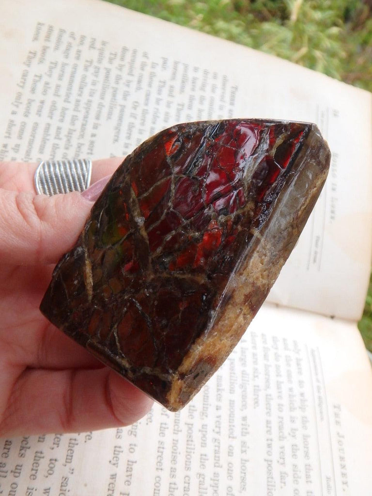 Fire Red Flash Alberta Ammolite Hand Held Specimen - Earth Family Crystals