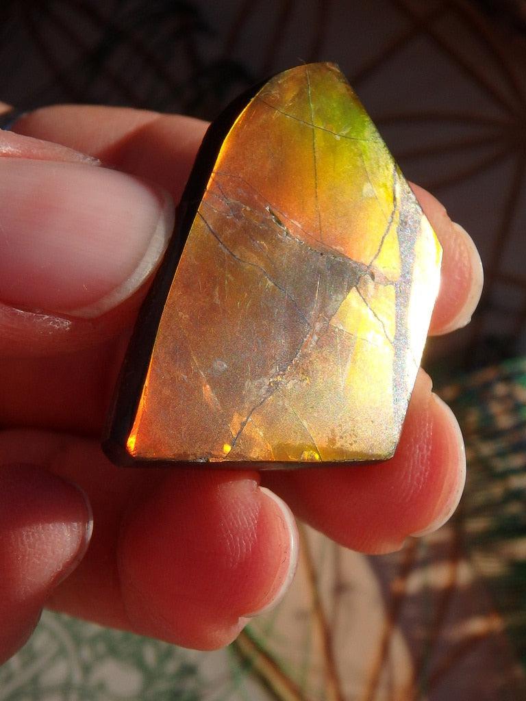 Intense Red & Green Flash Ammolite Cabochon - Earth Family Crystals
