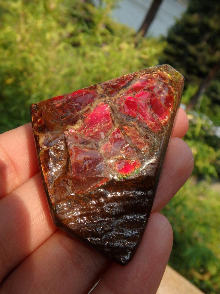Hand Held Ammolite Fossil From Alberta 1 - Earth Family Crystals