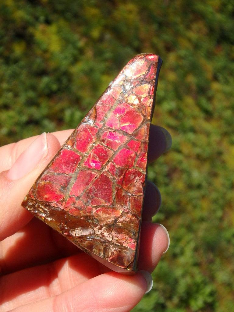 Mega Red Flashes Alberta Ammolite Hand Held Specimen - Earth Family Crystals