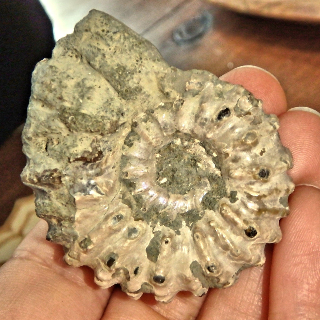Raw & Natural Organic Ammonite Specimen From Madagascar1 - Earth Family Crystals