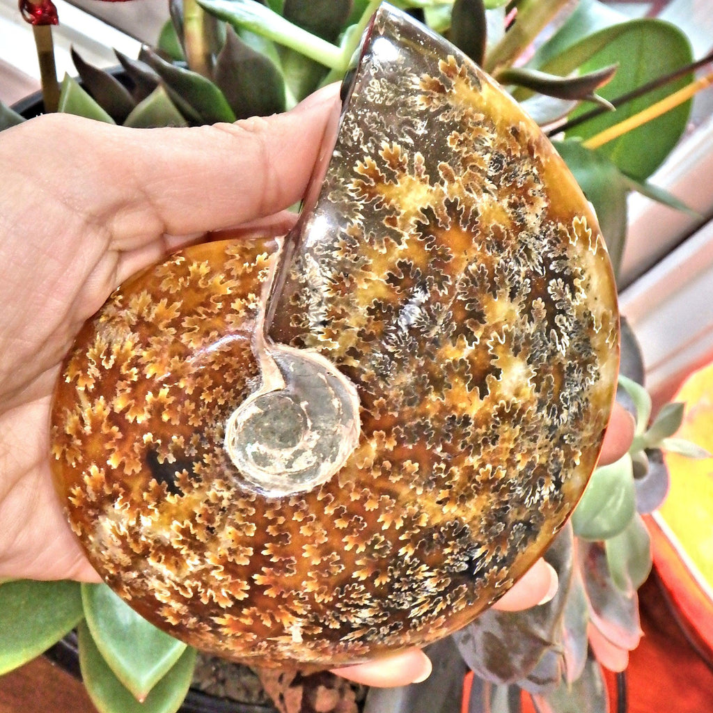Leafy Patterns Large Partially Polished Amber & Brown Ammonite Fossil From Madagascar - Earth Family Crystals