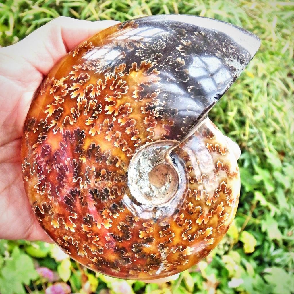 Incredible Large Leafy Brown Patterns & Ring of Natural Rainbow Flash Ammonite Display Specimen From Madagascar - Earth Family Crystals