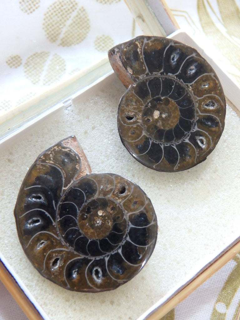 AA Grade Ammonite Set With Gorgeous Chambers & Caves From Madagascar - Earth Family Crystals
