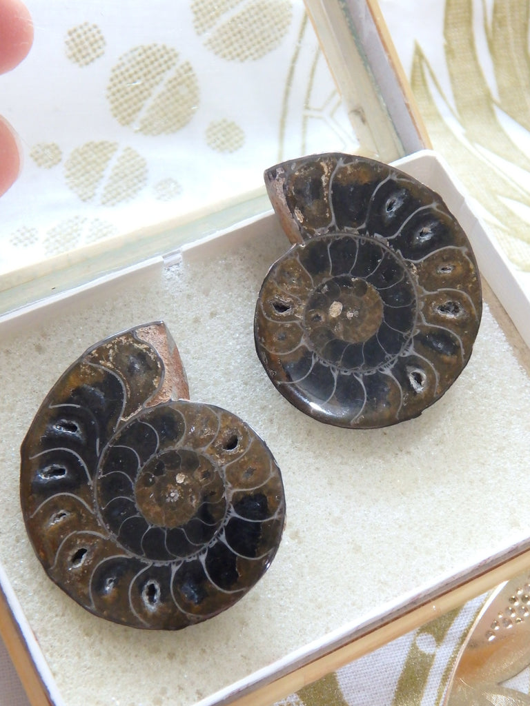 AA Grade Ammonite Set With Gorgeous Chambers & Caves From Madagascar - Earth Family Crystals